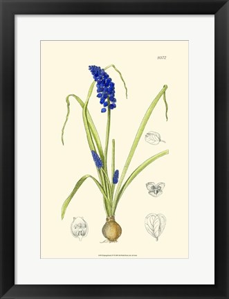 Framed Spring Bounty IV Print