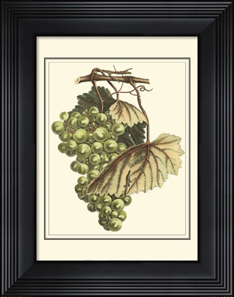 Framed Vintner&#39;s Varieties I Print