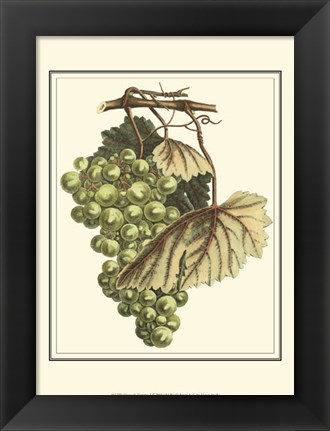 Framed Vintner&#39;s Varieties I Print