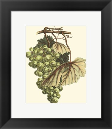 Framed Vintner&#39;s Varieties I Print