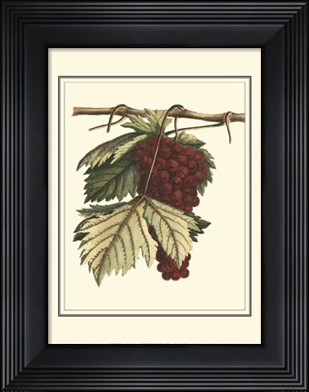 Framed Vintner&#39;s Varieties II Print