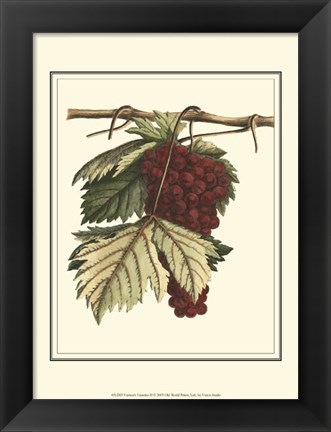 Framed Vintner&#39;s Varieties II Print