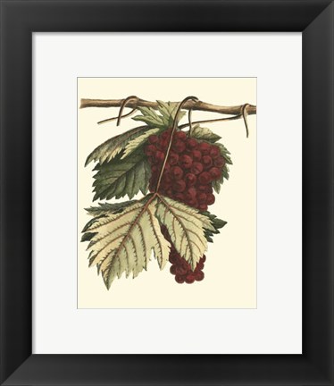 Framed Vintner&#39;s Varieties II Print