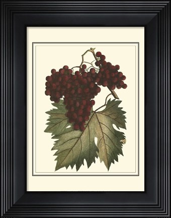 Framed Vintner&#39;s Varieties III Print