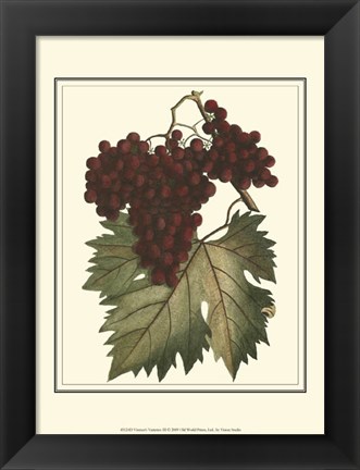Framed Vintner&#39;s Varieties III Print