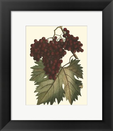 Framed Vintner&#39;s Varieties III Print