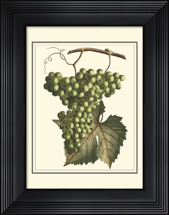 Framed Vintner&#39;s Varieties IV Print