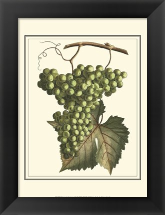 Framed Vintner&#39;s Varieties IV Print