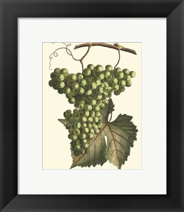 Framed Vintner&#39;s Varieties IV Print