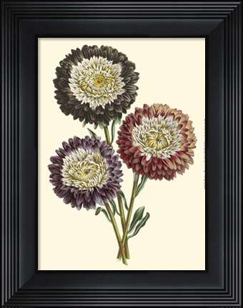 Framed Blushing Blossoms I Print