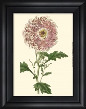 Framed Blushing Blossoms II Print