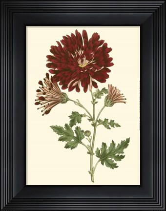 Framed Blushing Blossoms III Print