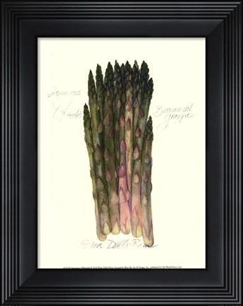 Framed Asparagus Officinalis Print