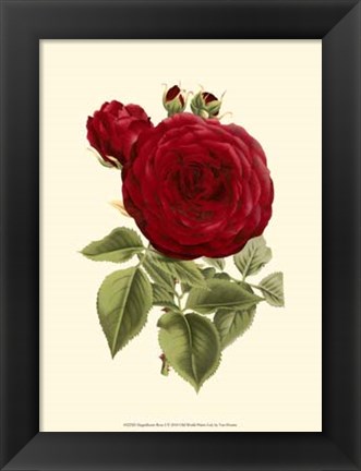 Framed Magnificent Rose I Print