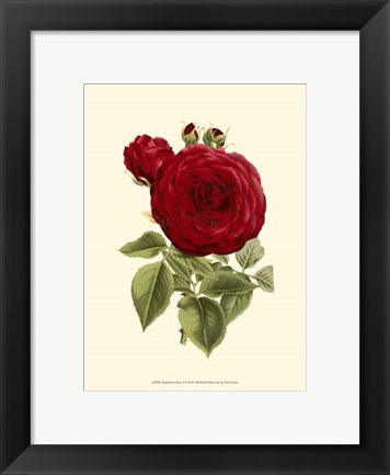 Framed Magnificent Rose I Print