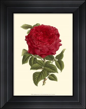Framed Magnificent Rose II Print