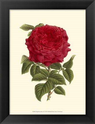 Framed Magnificent Rose II Print