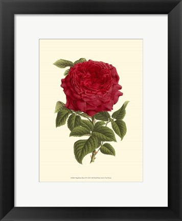 Framed Magnificent Rose II Print