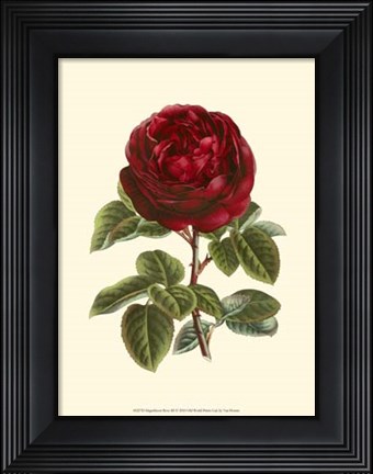 Framed Magnificent Rose III Print