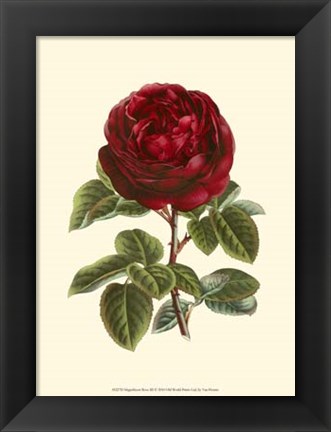 Framed Magnificent Rose III Print