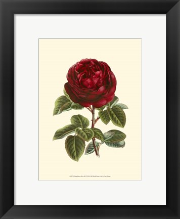 Framed Magnificent Rose III Print