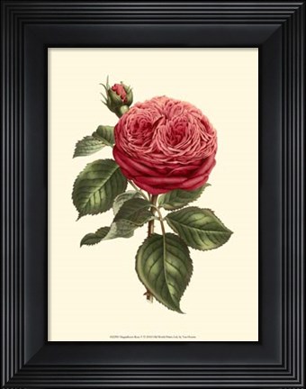 Framed Magnificent Rose V Print