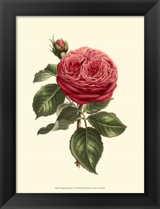 Framed Magnificent Rose V Print