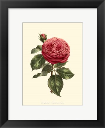 Framed Magnificent Rose V Print