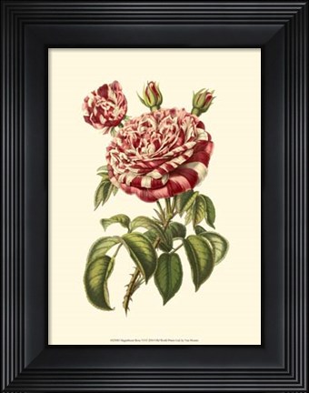 Framed Magnificent Rose VI Print