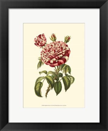 Framed Magnificent Rose VI Print