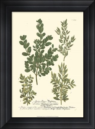 Framed Leaves II Print