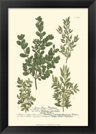 Framed Leaves II Print