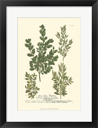 Framed Leaves II Print