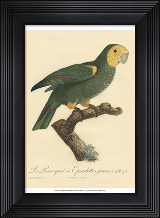 Framed Small Barraband Parrot PL 98 (IP) Print