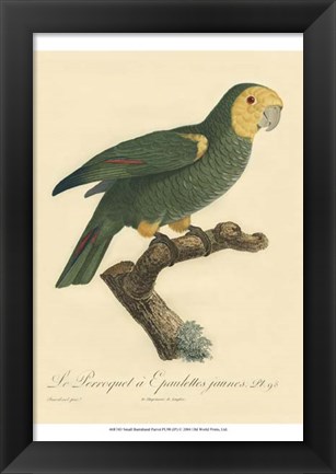 Framed Small Barraband Parrot PL 98 (IP) Print