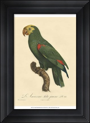 Framed Small Barraband Parrot PL 86 (IP) Print