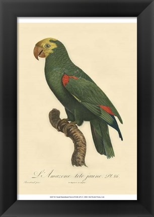 Framed Small Barraband Parrot PL 86 (IP) Print