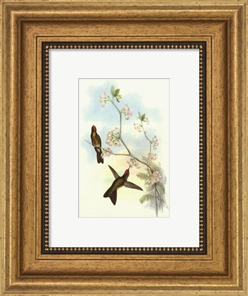 Framed Single Gould Hummingbird (IP) I Print