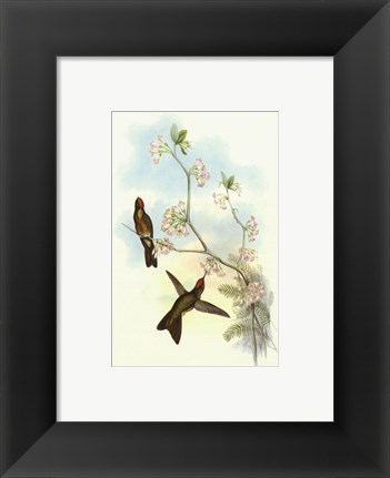 Framed Single Gould Hummingbird (IP) I Print