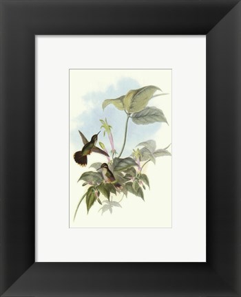 Framed Single Gould Hummingbird (IP) II Print