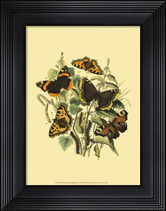 Framed Small Butterfly Gathering II Print