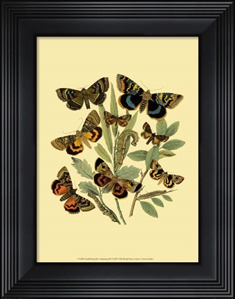 Framed Small Butterfly Gathering III Print