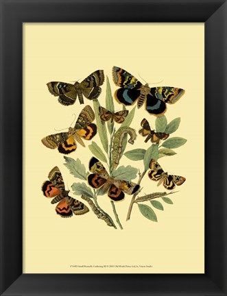 Framed Small Butterfly Gathering III Print