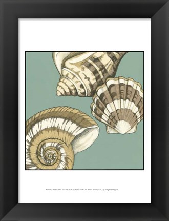 Framed Small Shell Trio on Blue II (P) Print