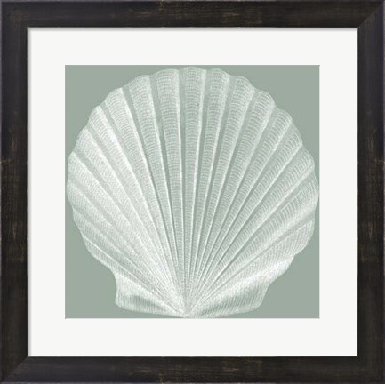 Framed Seabreeze Shells II (P) Print