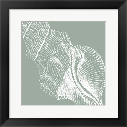 Framed Seabreeze Shells III (P) Print