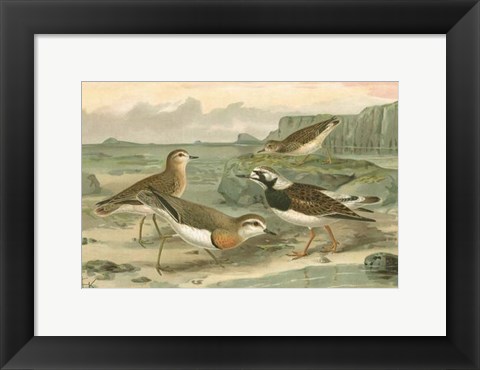 Framed Shore Gathering I Print
