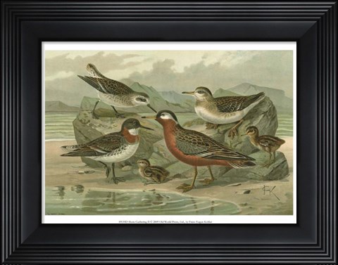 Framed Shore Gathering II Print