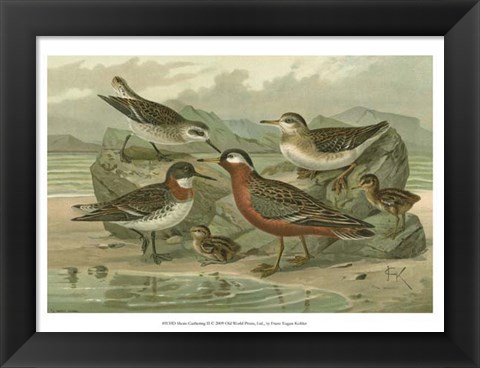 Framed Shore Gathering II Print