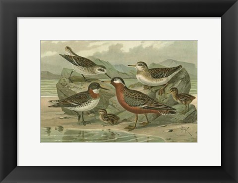 Framed Shore Gathering II Print